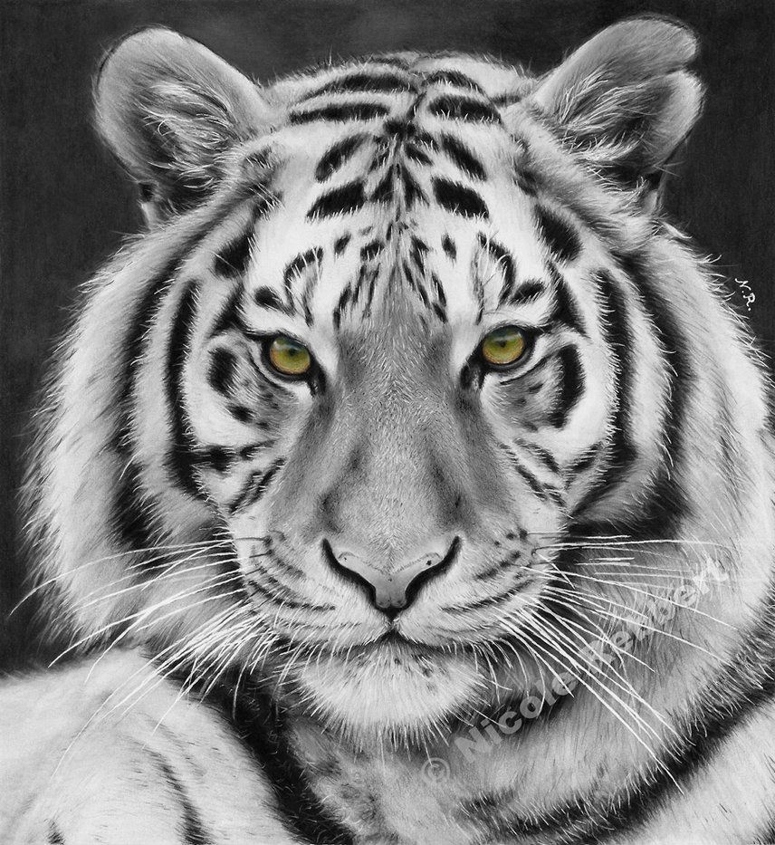 Tiger Image Tiger Image